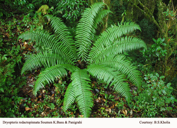 Dryopteris redactopinnata Soumen K.Basu & Panigrahi